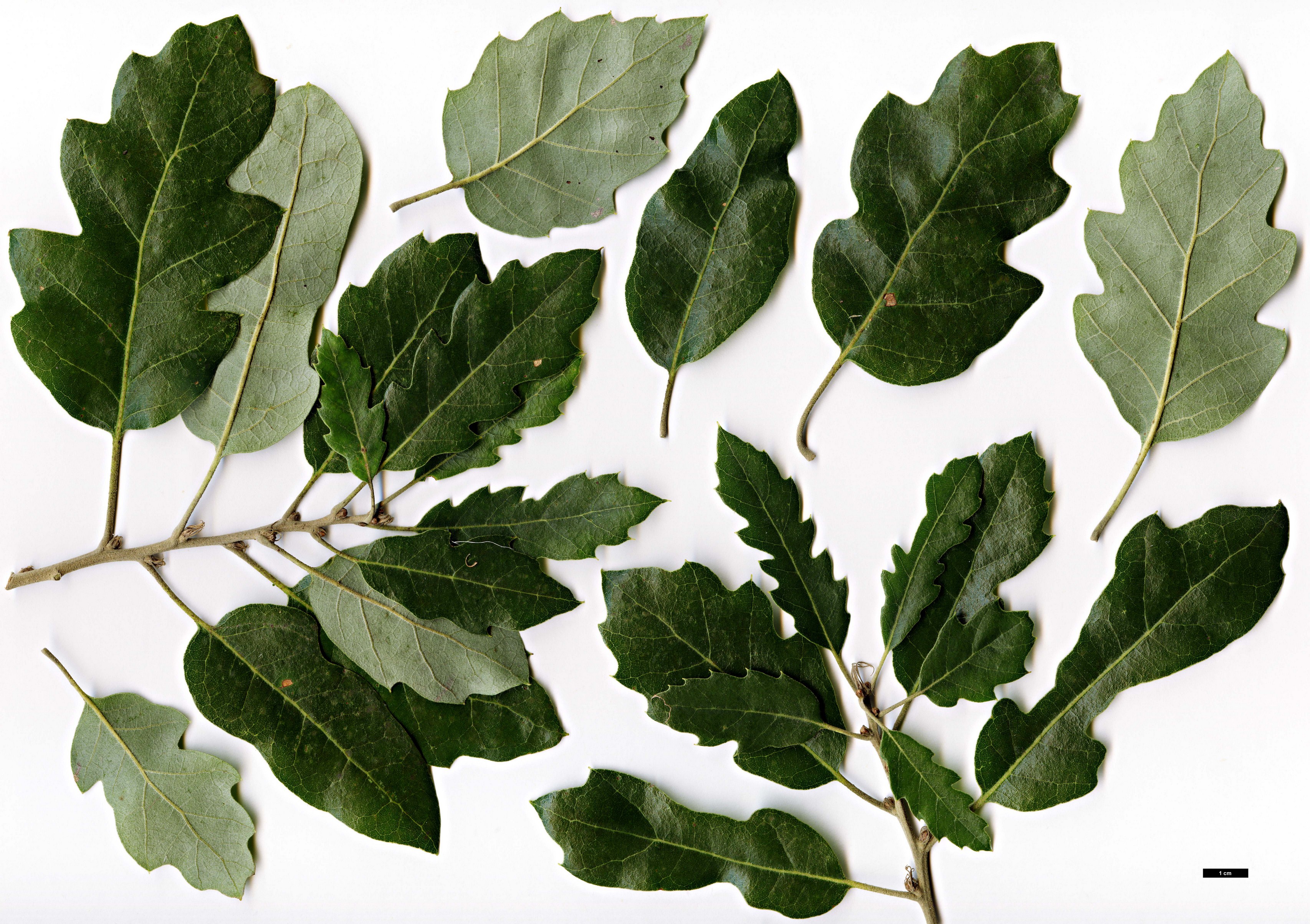 High resolution image: Family: Fagaceae - Genus: Quercus - Taxon: ×crenata - SpeciesSub: 'Heterophylla' (Q.cerris × Q.suber)
